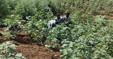 MP में 9 करोड़ 42 लाख का गांजा जब्त, पहाड़ों पर फैला था नशे का साम्राज्य!