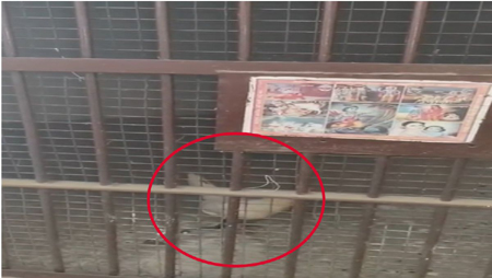 लॉकअप में कैदी नहीं ‘मुर्गा’ बंद और पुलिस नदारद: सोशल मीडिया पर वायरल हुआ चौकी का वीडियो